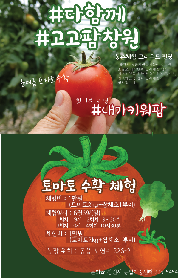 ‘다함께 고고팜창원’농촌체험관광 크라우드 펀딩:토마토수확체험 사진