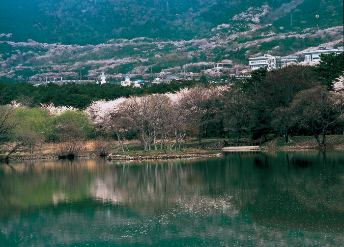 장복산의 봄 사진