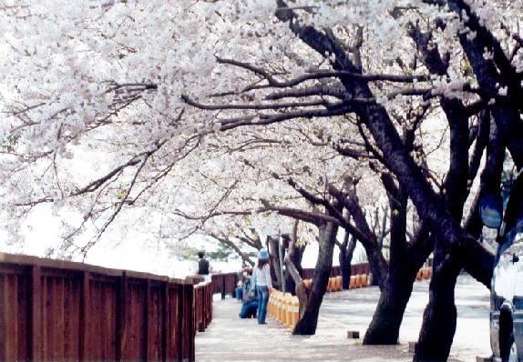 안민도로 벚꽃 사진