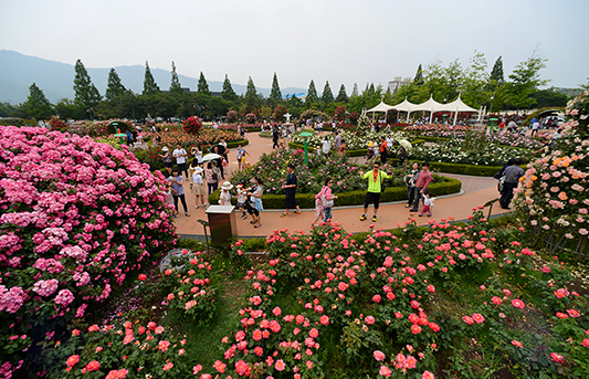 장미공원 사진