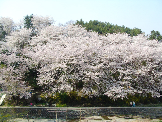 무학산(서원곡입구) 벚꽃 만개 사진