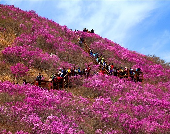 천주산 진달래 산행 사진
