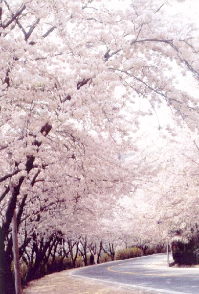 벚꽃 이미지1
