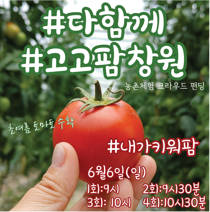토마토 수확체험